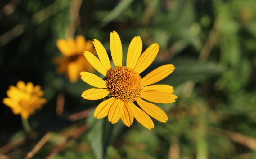 Native Plants for Sustainable Landscapes: Establishment and management of lakeshores and gardens